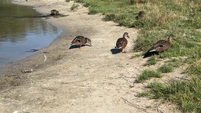 Flock of wild mallard ducks foraging on the sandy shore of a lake.