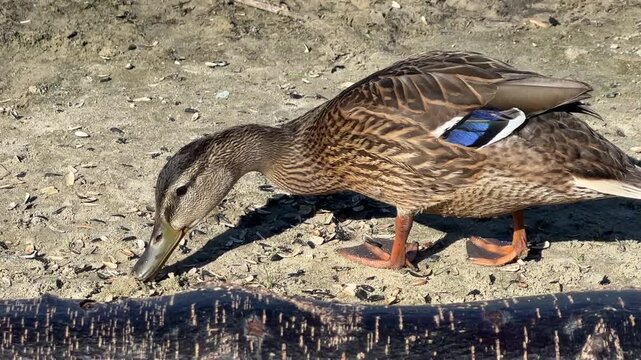 Close-up of a wild mallard duck foraging on the sandy shore of a lake