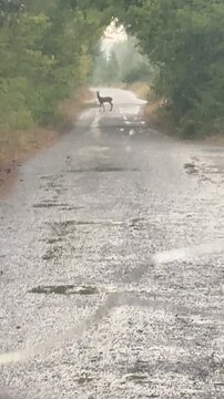 Wild roe deer crossing a wet rural road surrounded by green forest trees.