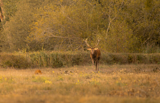 Cerf sortant du sous bois avec un renard &agrave; cot&eacute; de lui