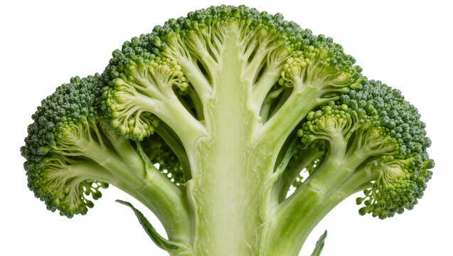 Detailed cross-section of fresh green broccoli florets and thick stem, isolated on transparent background