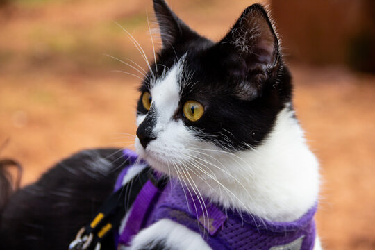 Close up shot of beautiful black and white cat with yellow eyes outdoors looking into distance . The cat is wearing a purple harness and lead as it is a house cat and not usually outdoors .