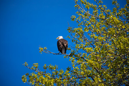 bald eagle perched on tree branch against blue sky