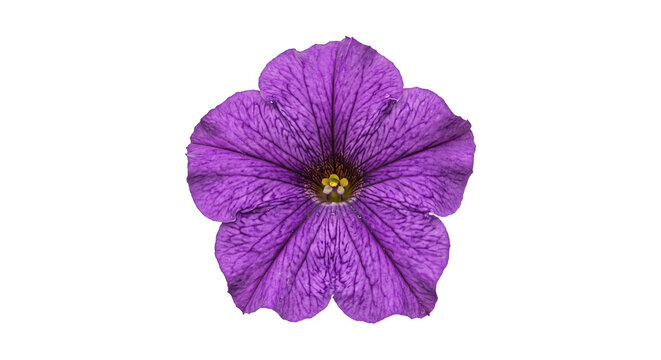 Single purple petunia flower shown from above with vivid veined petals and a transparent background