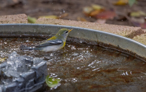 Northern Parula Splashing in Backyard Birdbath Fountain, Wild Songbird Bathing Action
