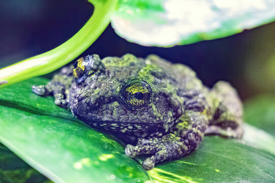 Vietnamese Mossy Frog (Theloderma corticale) Camouflaged on a Green Leaf