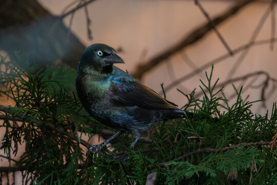 Close portrait of a common grackle in cedar foliage