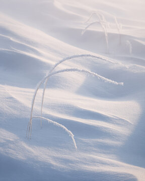 Frosty grasses in snow - minimalist winter nature background