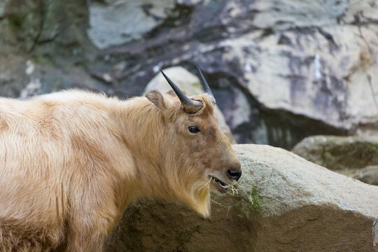 The upper body of the golden takin (Budorcas taxicolor bedfordi), viewed from the side
