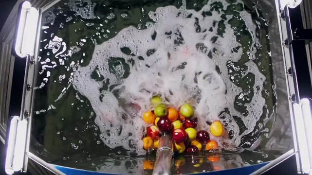 Automated fruit washer rotates colorful apples in churning foamy water during processing sequence. Overhead camera shows continuous stream of ripe produce cycling through industrial bath.