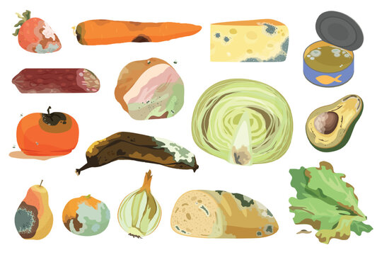Collection of rotten fruits, vegetables, bread, meat, cheese, and canned fish showing mold, decay, and food waste concepts isolated on white background vector illustration