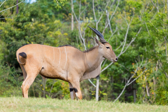 A side view of the common eland (Tragelaphus oryx)