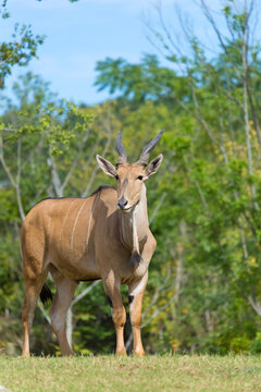 A front view of the common eland (Tragelaphus oryx)