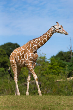 A giraffe walking on the grass