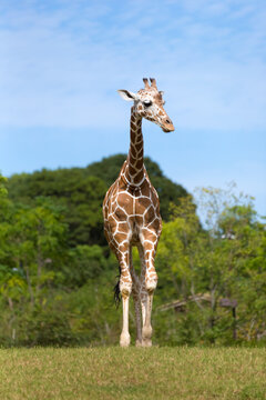 A front view of the giraffe