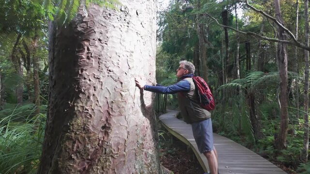 A hiker reaches up to touch a massive Kauri tree on the Cascade Kauri Walk, Auckland, New Zealand, admiring the ancient forest on a wooden boardwalk.