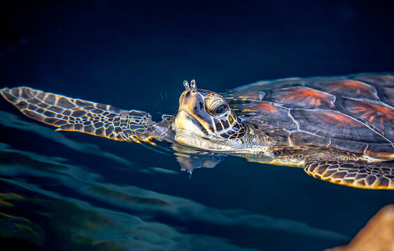 A Green Sea Turtle gathers air in an aquarium in Hawaii