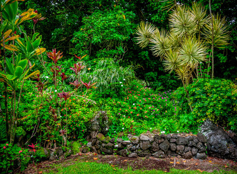 Lush and dense garden jungle on the north shore of Maui, Hawaii