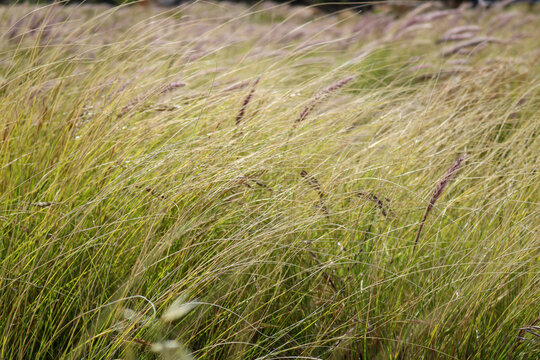 Golden Wild Grasses Growing in Cape Town Coastal Landscape