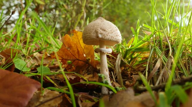 Young parasol mushroom (Macrolepiota procera), parasol mushroom
