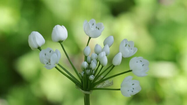 Allium neapolitanum Naples garlic white star shaped flowers