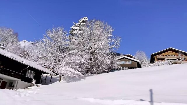 Beautiful Winter Landscape and Swiss Alps and Village with Wood House and Tree in a Sunny Winter Day with Blue Clear Sky in Grindelwald, Bernese Oberland, Bern Canton, Switzerland