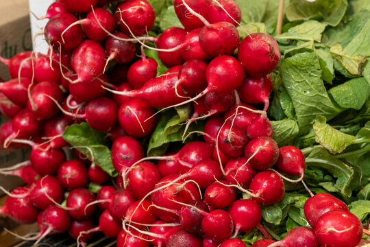 A bunch of organic, ripe, raw, red, round, root radishes. The edible vegetable has long stalks and lush green leaves. The radishes, Brassicaceae, are colorful with tap roots, and are for sale.