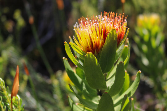 Orange and Yellow Leucadendron Flower Close-Up in Cape Town