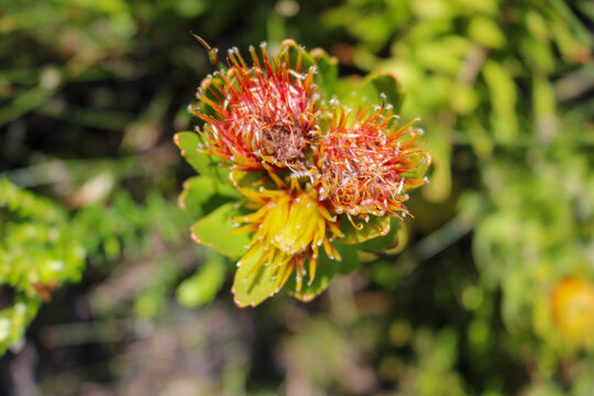 Vibrant Orange and Red Leucadendron Flower in Cape Town