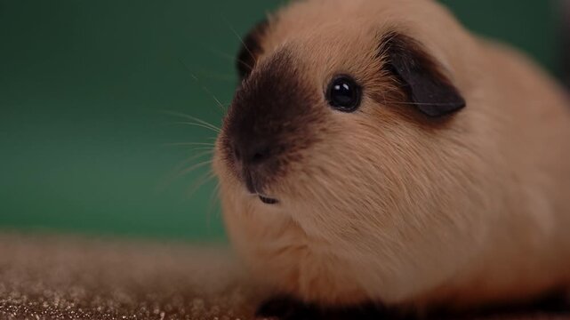 Guinea Pig Resting in Three-Quarter View against Green Background