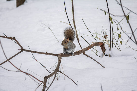 An Eastern Gray Squirrel, Sciurus carolinensis, sits on a bare branch above snow in winter, showing urban wildlife, cold weather adaptation, and squirrels in Montreal, Canada, America.