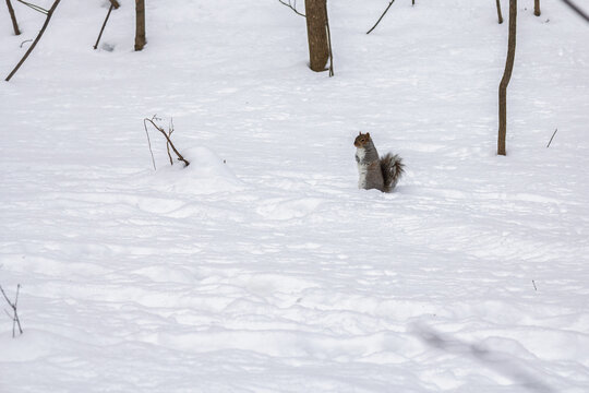 Eastern Gray Squirrel (Sciurus carolinensis) standing in deep snow in Montreal, Canada, surrounded by bare trees, winter ground textures, small trunks and a park in America.