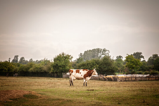 Red-and-white Prim'Holstein dairy cow standing in a grassy pasture during rainfall, with trees and fencing in the background, illustrating rural livestock farming in Serbia.