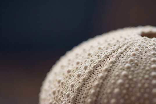 Sea urchin shell test macro