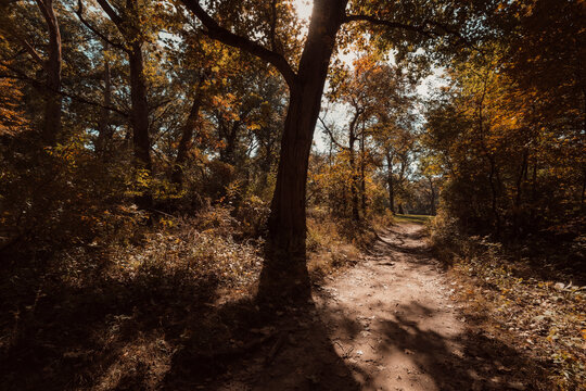 Sunlit dirt trail winding through dense autumn woods with golden canopy leaves filtering sunlight