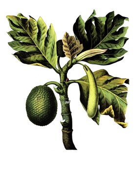 Useful plants, cultivated plants, real breadfruit tree, Artocarpus incisa, school picture, authentic reproduction of a school mural, around 1920, exact date unknown, historical