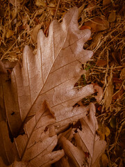 A striking image that captures the essence of the changing seasons, featuring vibrant, dried autumn leaves set against a dark background. Dry Brown Autumn Leaf Close Up Texture on Ground Background © Afi