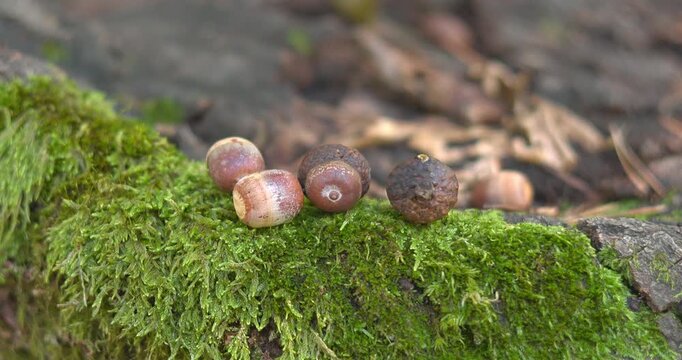 Macro - Autumn landscape with acorns in a forest.