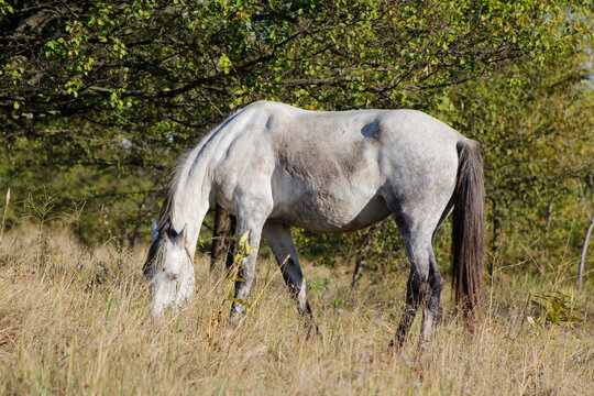 beautiful horse grazing in a natural setting