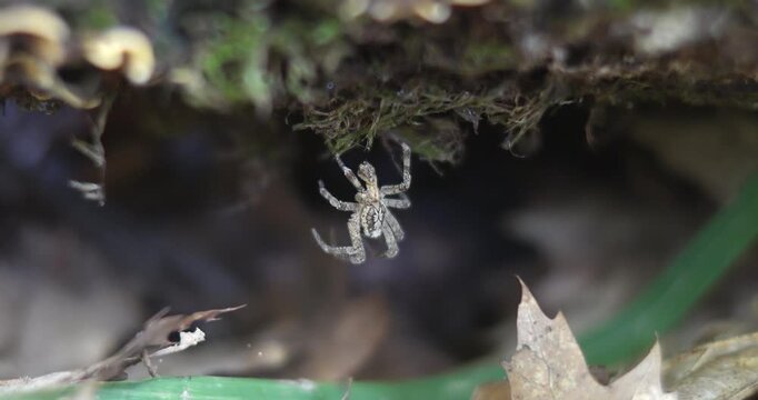 Macro - Spider in autumn in a forest