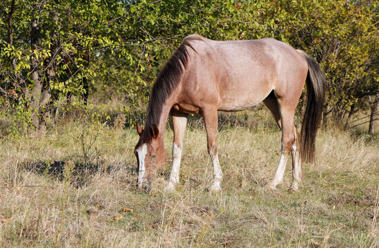 beautiful horse grazing in a natural setting