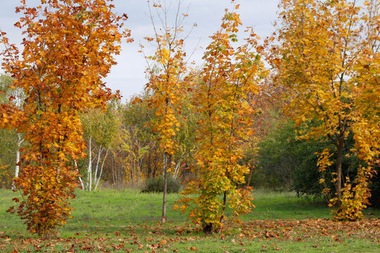 trees with orange leaves in autumn
