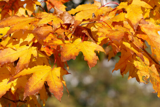 colorful autumn maple leaves close up

