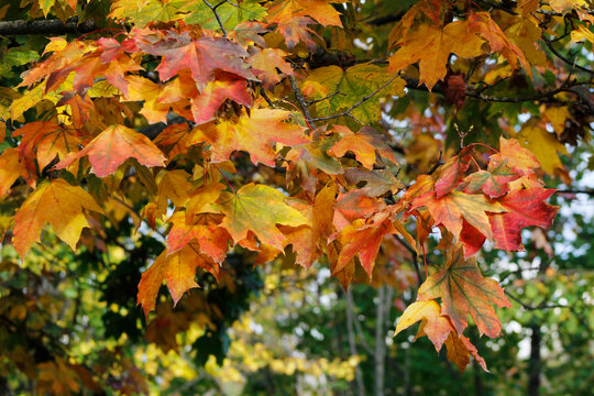 colorful autumn maple leaves close up

