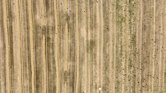 A flock of black birds flies low over a harvested stubble field with straw rows and white round hay bales. Top down drone flight toward the field edge, tractor tracks, ripe wheat and green grass.