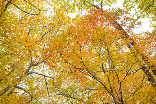 下から見上げた紅葉した林