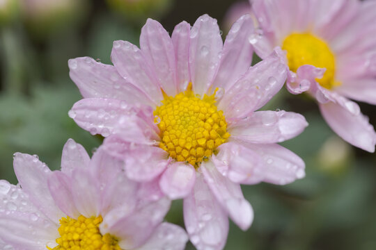 水滴のついた菊の花