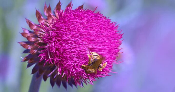 Macro - Bee on a lilac flower
