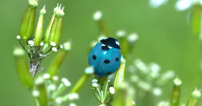 Macro - Blue ladybug on some flowers