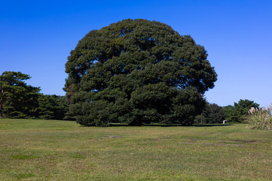 青空の下に広がる芝生広場と堂々とそびえ立つ大きな一本の木